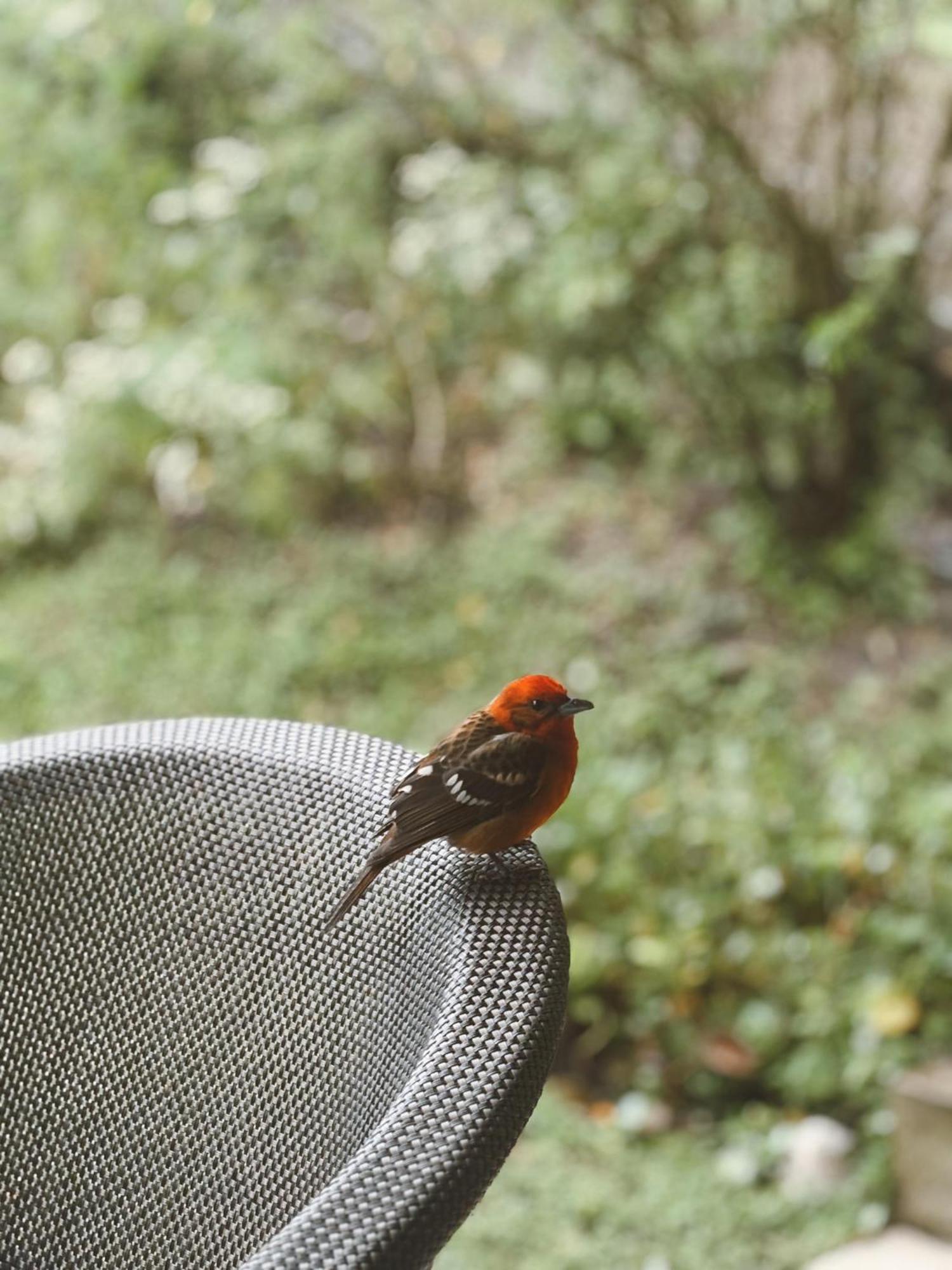 Hotel Finca Lerida Coffee Plantation And Boutique Hotel ボケテ エクステリア 写真